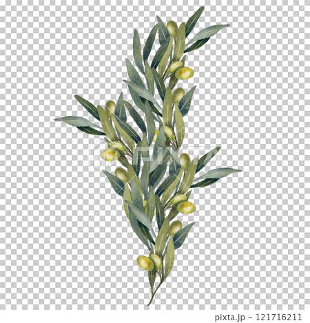 Hand drawn watercolor olive branch with green leaves and green olives. Detailed botanical style. Perfect for packaging, cards, decor, logos, invitations, and Mediterranean-themed designs 121716211
