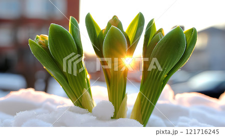 Beautiful crocus flowers growing in snow, closeup. Early spring Beautiful crocus flowers growing in snow, closeup. Early spring 121716245