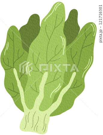 Bunch of green fresh lettuce leaves. Icon of raw leafy vegetable. Leaf veggie. Flat vector illustration of healthy vegetarian food isolated on white background. Bunch of green fresh lettuce leaves. Icon of raw leafy vegetable. Leaf veggie. Flat vector illustration of healthy vegetarian food isolated on white background. 121716301