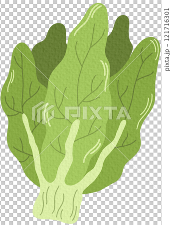 Bunch of green fresh lettuce leaves. Icon of raw leafy vegetable. Leaf veggie. Flat vector illustration of healthy vegetarian food isolated on white background. Bunch of green fresh lettuce leaves. Icon of raw leafy vegetable. Leaf veggie. Flat vector illustration of healthy vegetarian food isolated on white background. 121716301