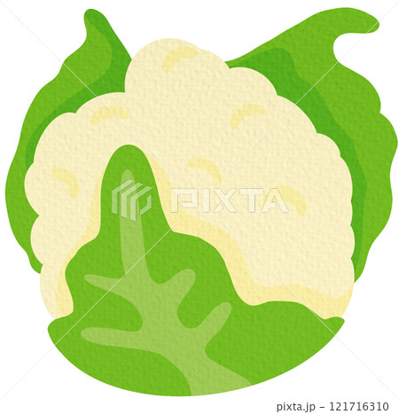 Cauliflower vector. Vegetables for healthy cooking On white background.	 121716310