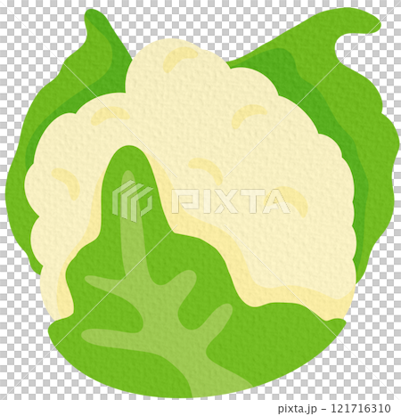Cauliflower vector. Vegetables for healthy cooking On white background.	 121716310