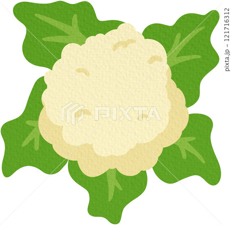 Cauliflower vector. Vegetables for healthy cooking On white background.	 121716312