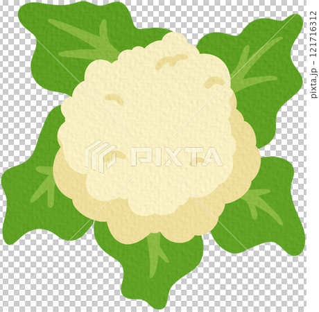 Cauliflower vector. Vegetables for healthy cooking On white background.	 121716312