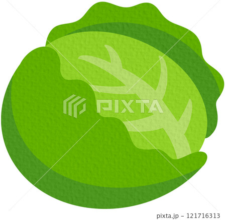 Cauliflower vector. Vegetables for healthy cooking On white background.	 121716313