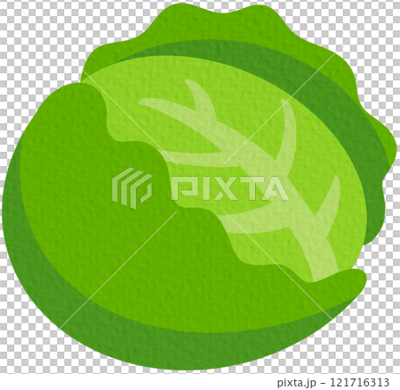 Cauliflower vector. Vegetables for healthy cooking On white background.	 121716313