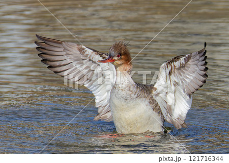川で羽ばたきをするウミアイサ、左向き 121716344