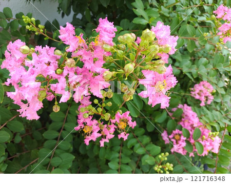 サルスベリ3 サルスベリ3 121716348