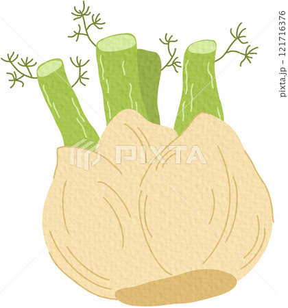 Bulb-like fennel root with leaves. Icon of green organic vegetable. Fresh raw aromatic finocchio plant. Colored flat vector illustration of healthy food isolated on white background	 121716376