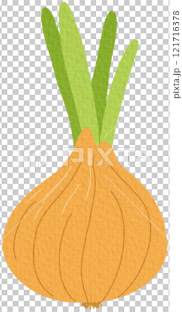 vector, vegetable, onion 121716378