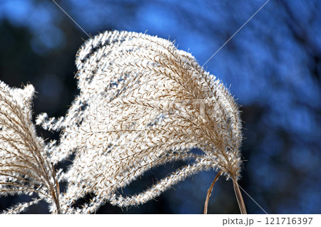 枯れススキ 121716397