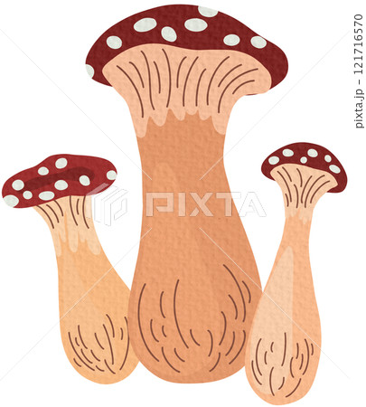 Amanita mushrooms set. Collection of Poisonous toadstool fly agaric. Decoration for greeting cards, posters, patches, prints for clothes, emblems. Vector Hand draw Illustration	 121716570