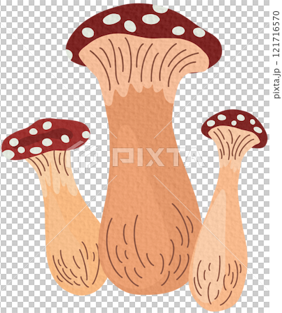 Amanita mushrooms set. Collection of Poisonous toadstool fly agaric. Decoration for greeting cards, posters, patches, prints for clothes, emblems. Vector Hand draw Illustration	 121716570