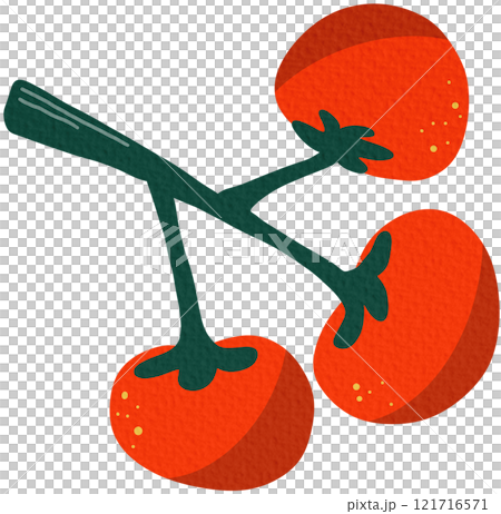 vector, tomato, vegetable 121716571