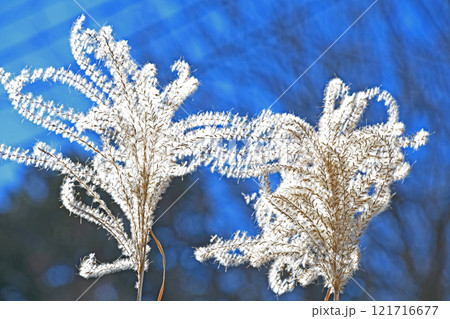 枯れススキ 枯れススキ 121716677