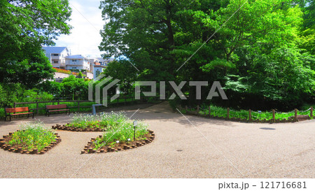 板橋区立赤塚植物園(東京都板橋区赤塚)内の風景 板橋区立赤塚植物園(東京都板橋区赤塚)内の風景 121716681