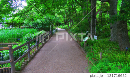 板橋区立赤塚植物園(東京都板橋区赤塚)内の風景 板橋区立赤塚植物園(東京都板橋区赤塚)内の風景 121716682
