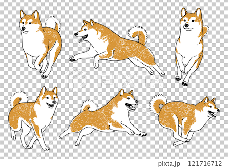 正在奔跑的柴犬的手繪插圖 121716712