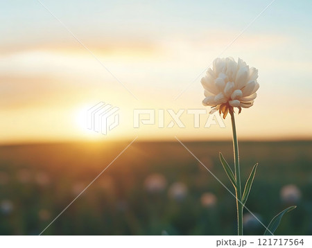 serene wildflower at sunset, capturing nature beauty and tranquility serene wildflower at sunset, capturing nature beauty and tranquility 121717564