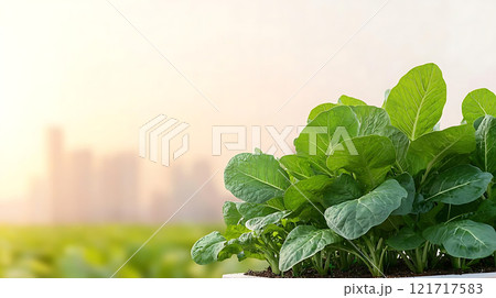 Lush rooftop garden with vibrant greens against city skyline backdrop Lush rooftop garden with vibrant greens against city skyline backdrop 121717583