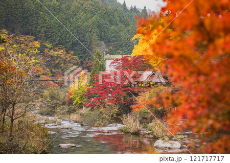 豊田市の大井平公園の紅葉した木々の風景(愛知県) 豊田市の大井平公園の紅葉した木々の風景(愛知県) 121717717