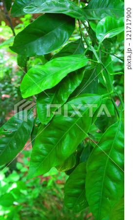 温州ミカンの葉の風景(板橋区立赤塚植物園) 温州ミカンの葉の風景(板橋区立赤塚植物園) 121717900