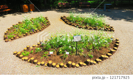 板橋区立赤塚植物園(東京都板橋区赤塚)内の風景 板橋区立赤塚植物園(東京都板橋区赤塚)内の風景 121717925