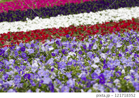 トリコロールの花畑 トリコロールの花畑 121718352