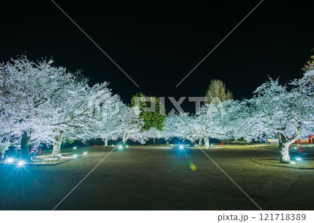 本丸庭園の夜桜【松代城跡】 121718389