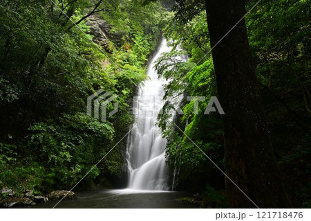 新緑の琴滝 121718476
