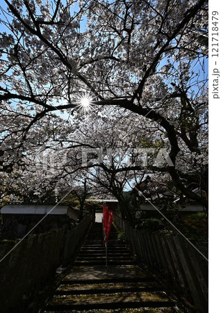 春の丹波篠山 121718479