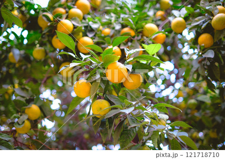 A tree with many oranges hanging from it. The oranges are ripe and ready to be picked. 121718710