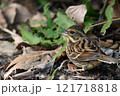 アオジの餌拾い 121718818