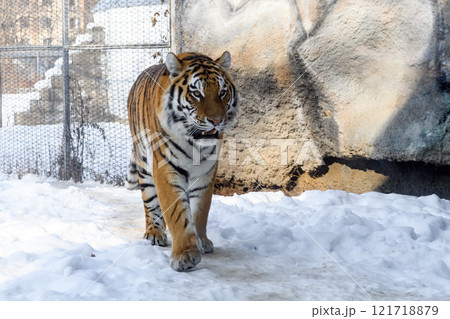 Siberian tiger in the zoo during winter time. Tiger on show. Siberian tiger in the zoo during winter time. Tiger on show. 121718879