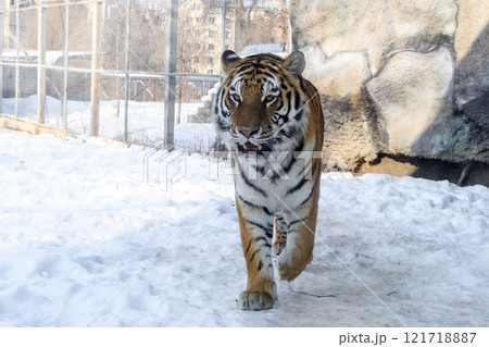 Siberian tiger in the zoo during winter time. Tiger on show.  Siberian tiger in the zoo during winter time. Tiger on show.  121718887