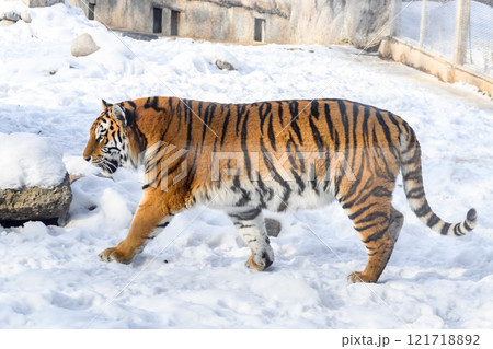 Siberian tiger in the zoo during winter time. Tiger on show.  121718892