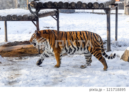 Siberian tiger in the zoo during winter time. Tiger on show. Siberian tiger in the zoo during winter time. Tiger on show. 121718895