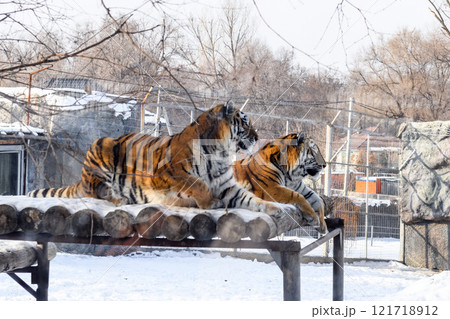 Siberian tiger in the zoo during winter time. Tiger on show.  121718912