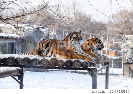 Siberian tiger in the zoo during winter time. Tiger on show.  Siberian tiger in the zoo during winter time. Tiger on show.  121718913