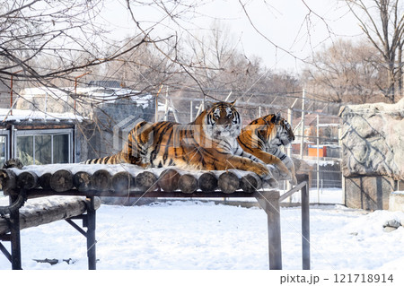 Siberian tiger in the zoo during winter time. Tiger on show.  Siberian tiger in the zoo during winter time. Tiger on show.  121718914