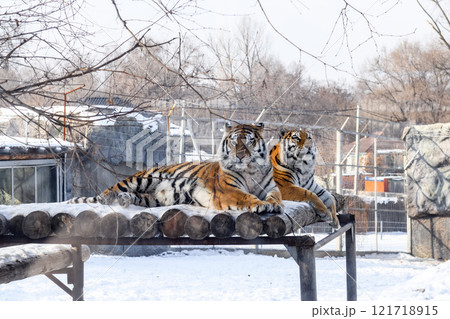 Siberian tiger in the zoo during winter time. Tiger on show.  Siberian tiger in the zoo during winter time. Tiger on show.  121718915