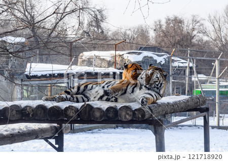 Siberian tiger in the zoo during winter time. Tiger on show.  Siberian tiger in the zoo during winter time. Tiger on show.  121718920