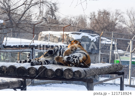 Siberian tiger in the zoo during winter time. Tiger on show.  121718924