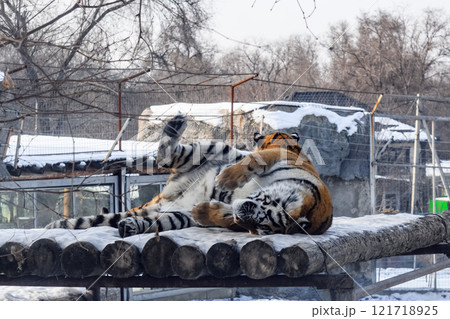 Siberian tiger in the zoo during winter time. Tiger on show. Siberian tiger in the zoo during winter time. Tiger on show. 121718925