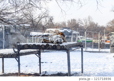 Siberian tiger in the zoo during winter time. Tiger on show.  Siberian tiger in the zoo during winter time. Tiger on show.  121718936