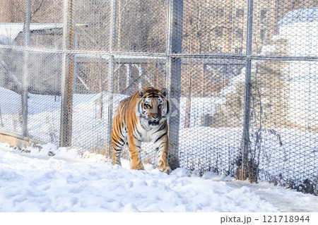 Siberian tiger in the zoo during winter time. Tiger on show.  Siberian tiger in the zoo during winter time. Tiger on show.  121718944