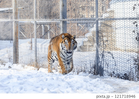 Siberian tiger in the zoo during winter time. Tiger on show. Siberian tiger in the zoo during winter time. Tiger on show. 121718946