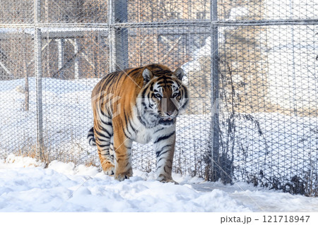 Siberian tiger in the zoo during winter time. Tiger on show.  121718947