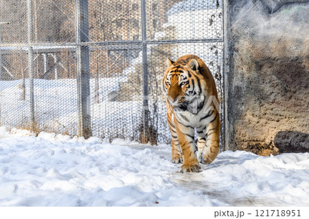 Siberian tiger in the zoo during winter time. Tiger on show. Siberian tiger in the zoo during winter time. Tiger on show. 121718951