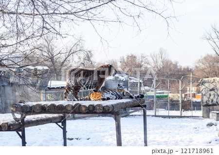 Siberian tiger in the zoo during winter time. Tiger on show.  121718961